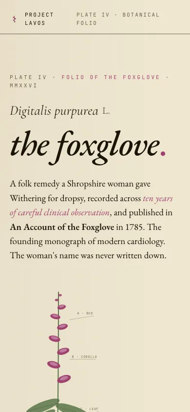 Foxglove étude on a phone.