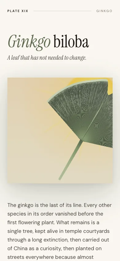 Ginkgo on a phone.
