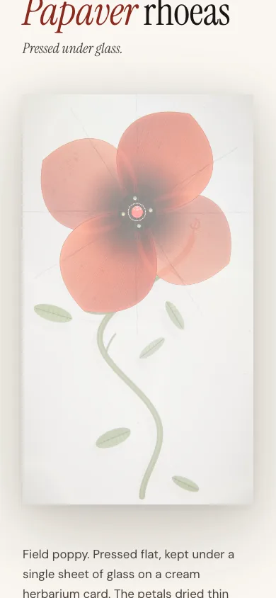 Papaver Rhoeas on a phone.