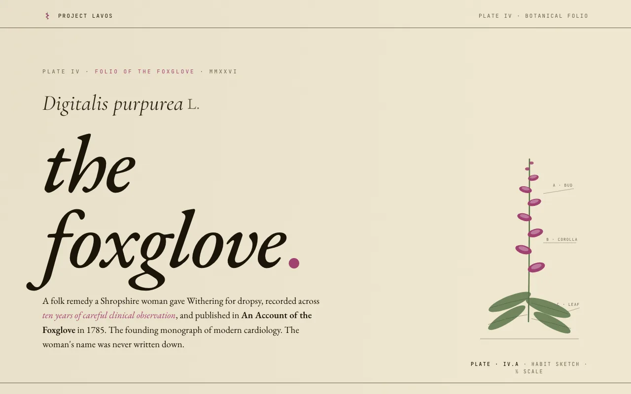 Foxglove botanical specimen on desktop.