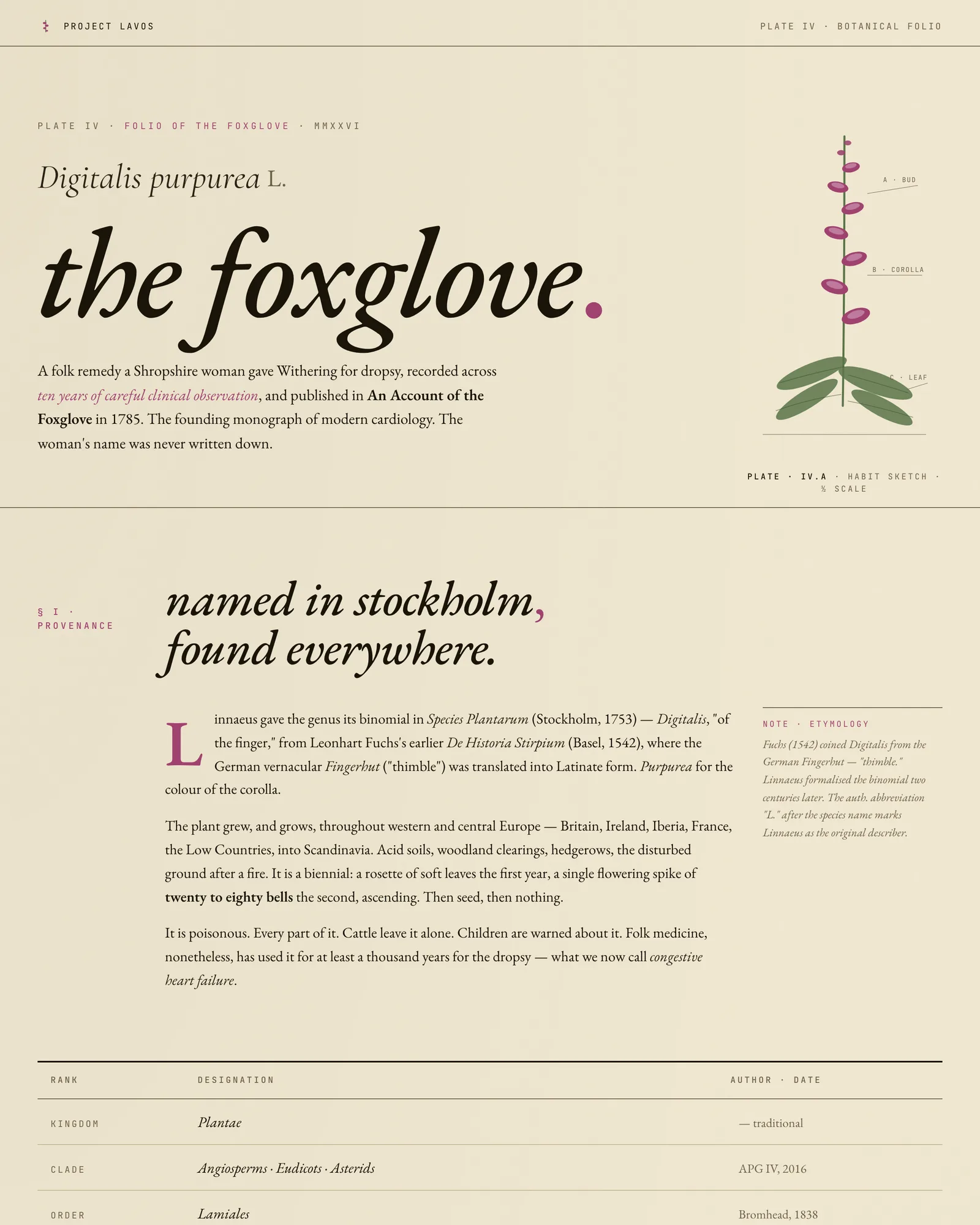 Digitalis purpurea - Plate IV from the Project Lavos visual studies