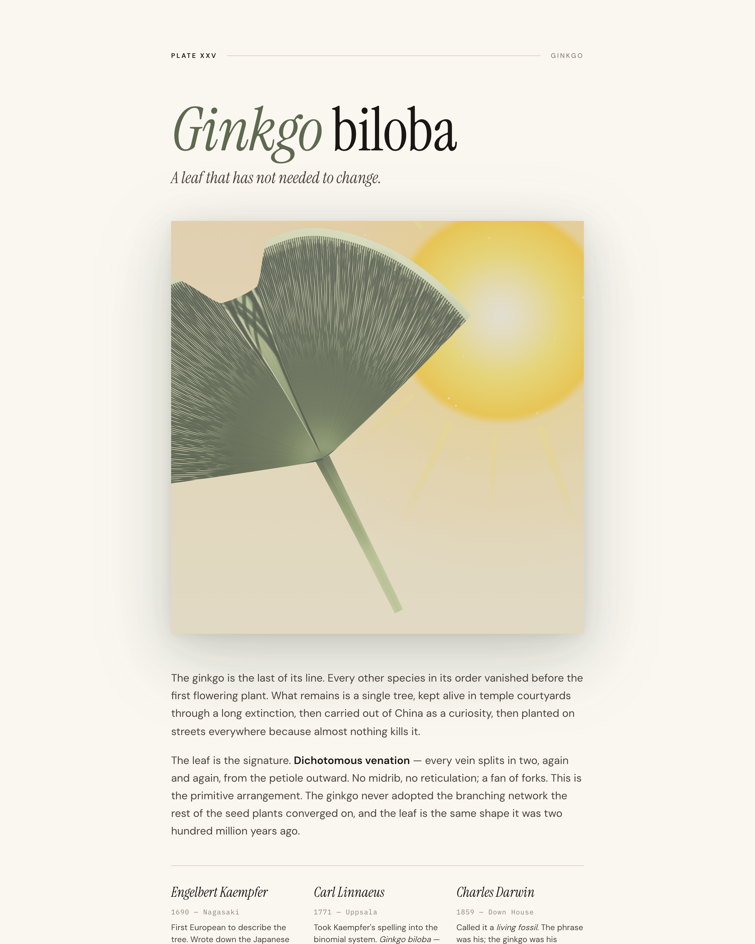 Ginkgo - Plate XXV from the Project Lavos visual studies
