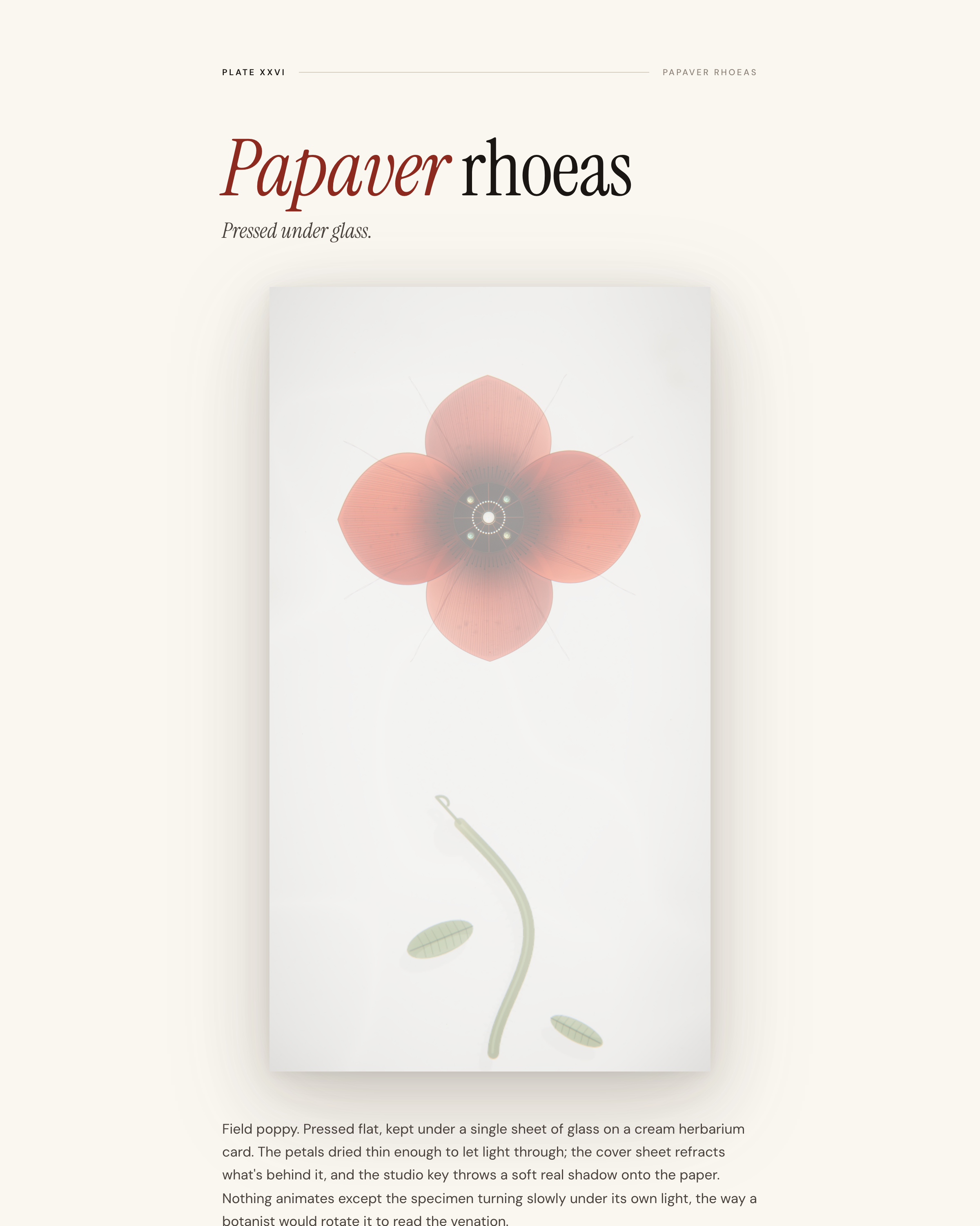 Papaver rhoeas - Plate XXVI from the Project Lavos visual studies