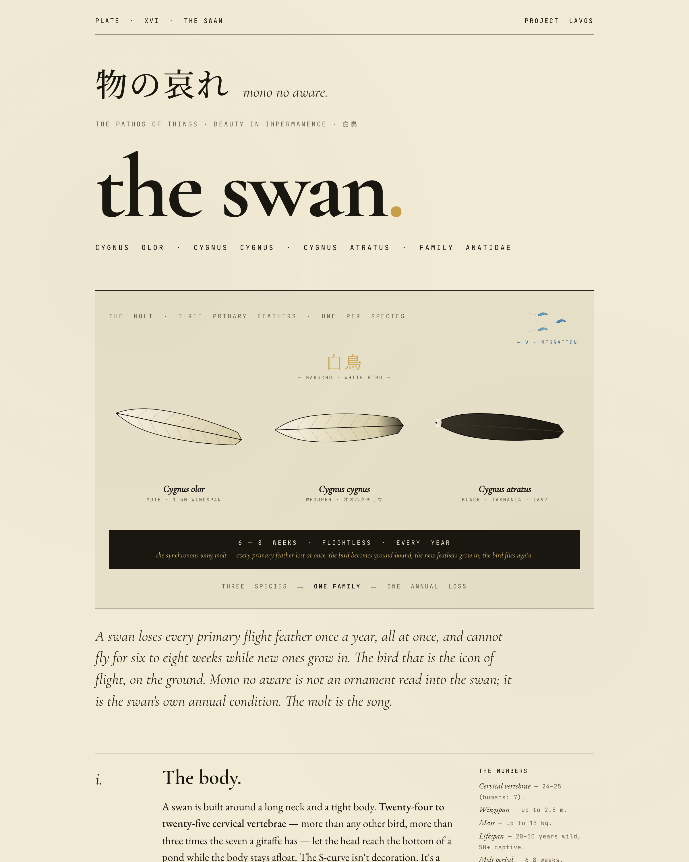 The Swan - Plate XVI from the Project Lavos visual studies