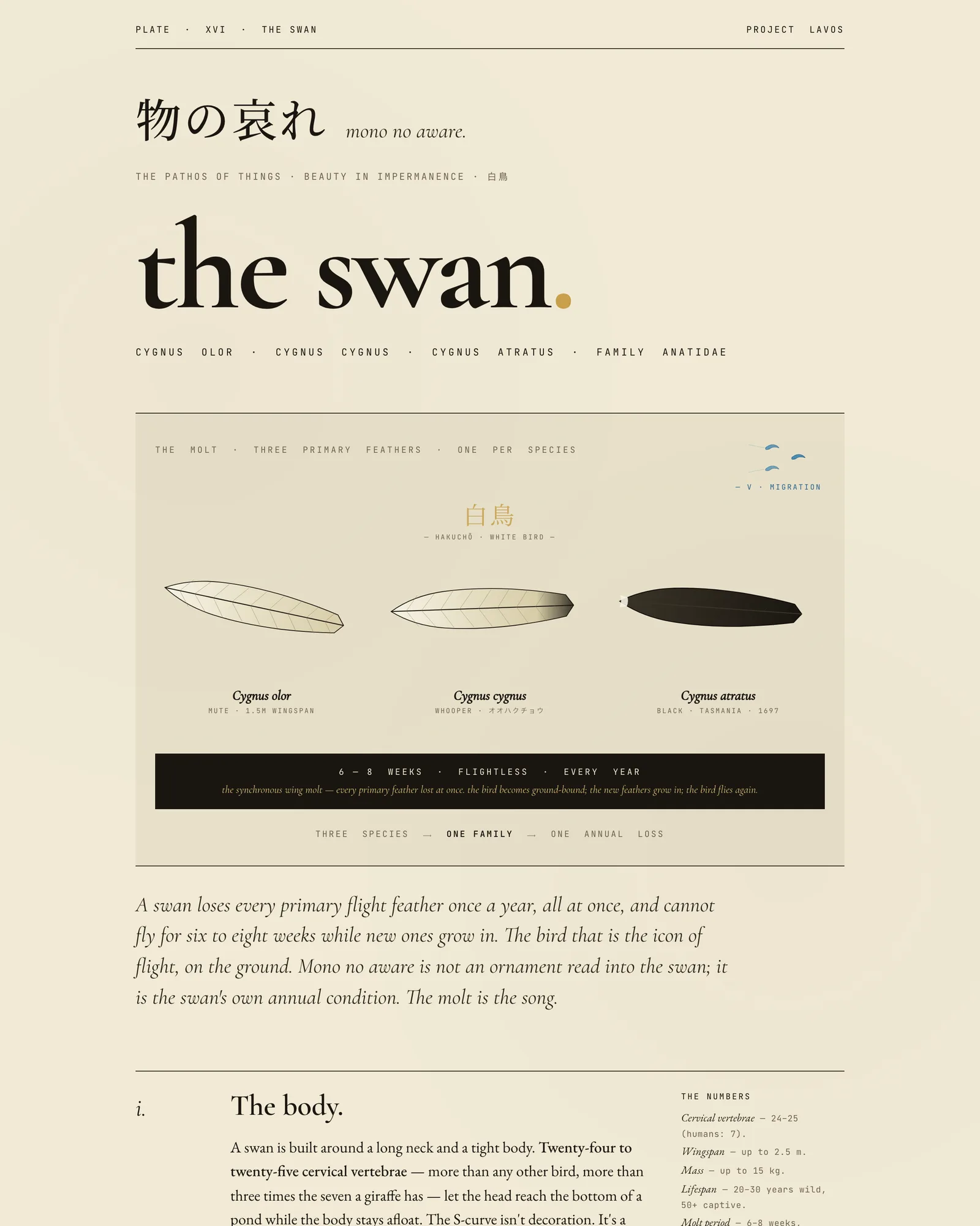 The Swan - Plate XVI from the Project Lavos visual studies